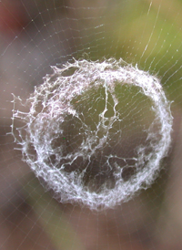 Lined Orbweaver